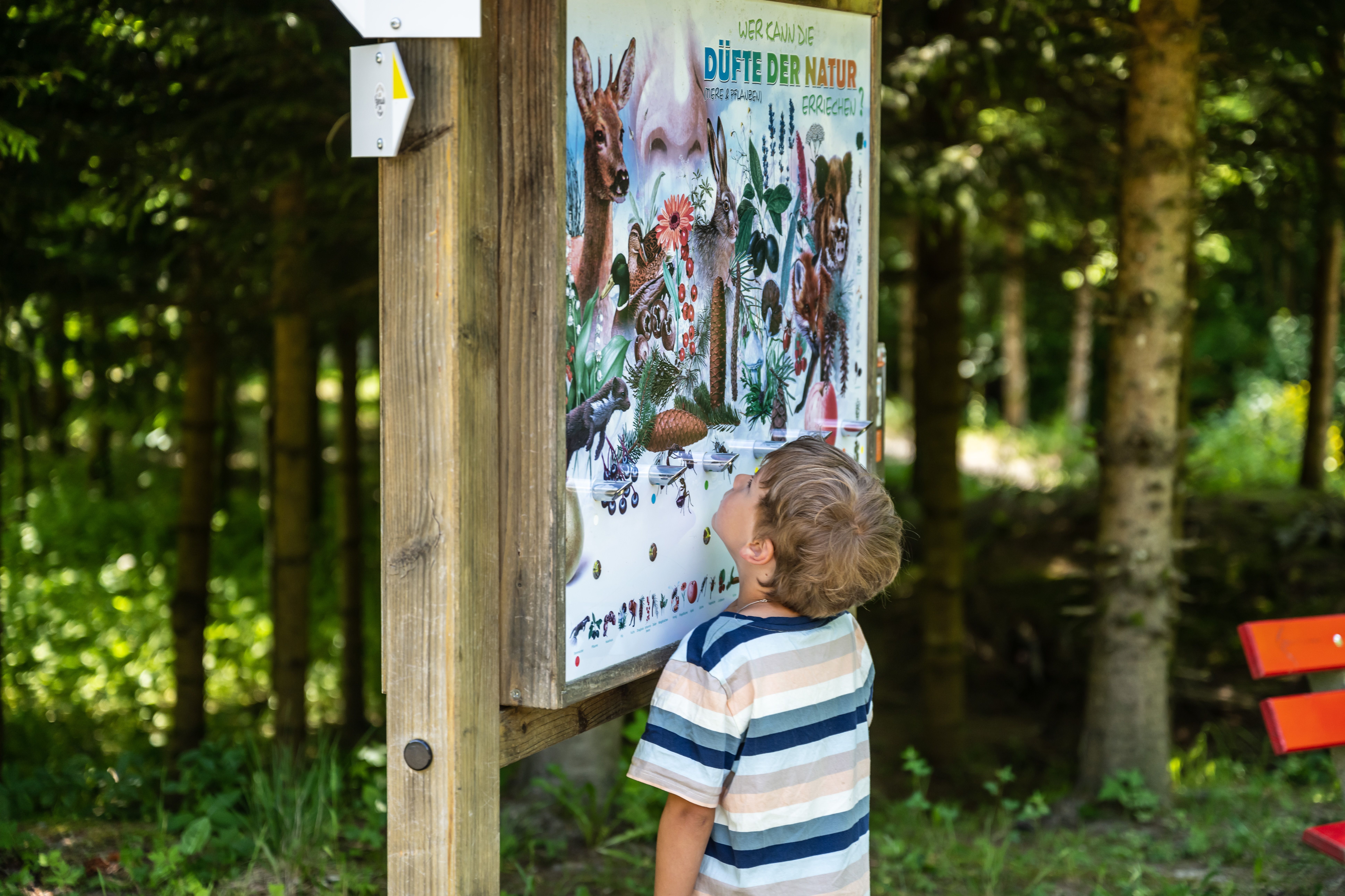 Ein Junge riecht an den verschiedenen Düften an der Tafel "So riechts im Wald", die achte Erlebnisstation am Erlebnispfad Galetschbach.