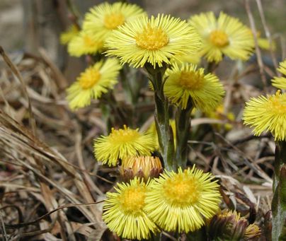Ein blühendes Feld mit weißen und gelben Blumen. Die Wiese strahlt Frische und Lebendigkeit aus.