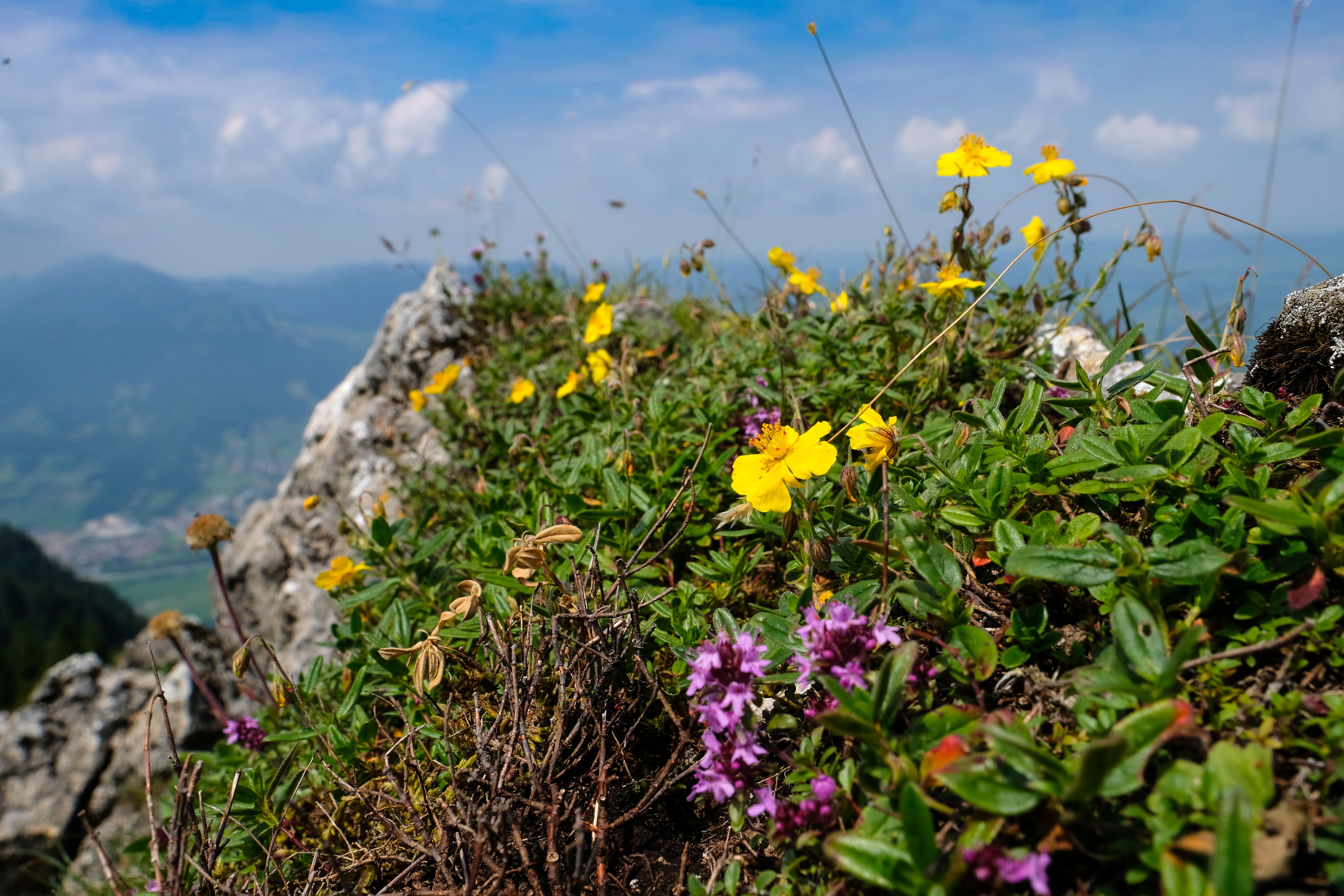 Der Grünten ist der sogenannte Hausberg und Namensgeber unserer Urlaubsregion Alpsee-Grünten. Er wird auch liebevoll "Der Wächter des Allgäus" genannt, und dass ist auch berechtigt. Von dem 1.738 Meter hohen Berg hat man einen traumhaften 360-Grad-Blick in alle Ecken des Allgäus und die Allgäuer Berge.