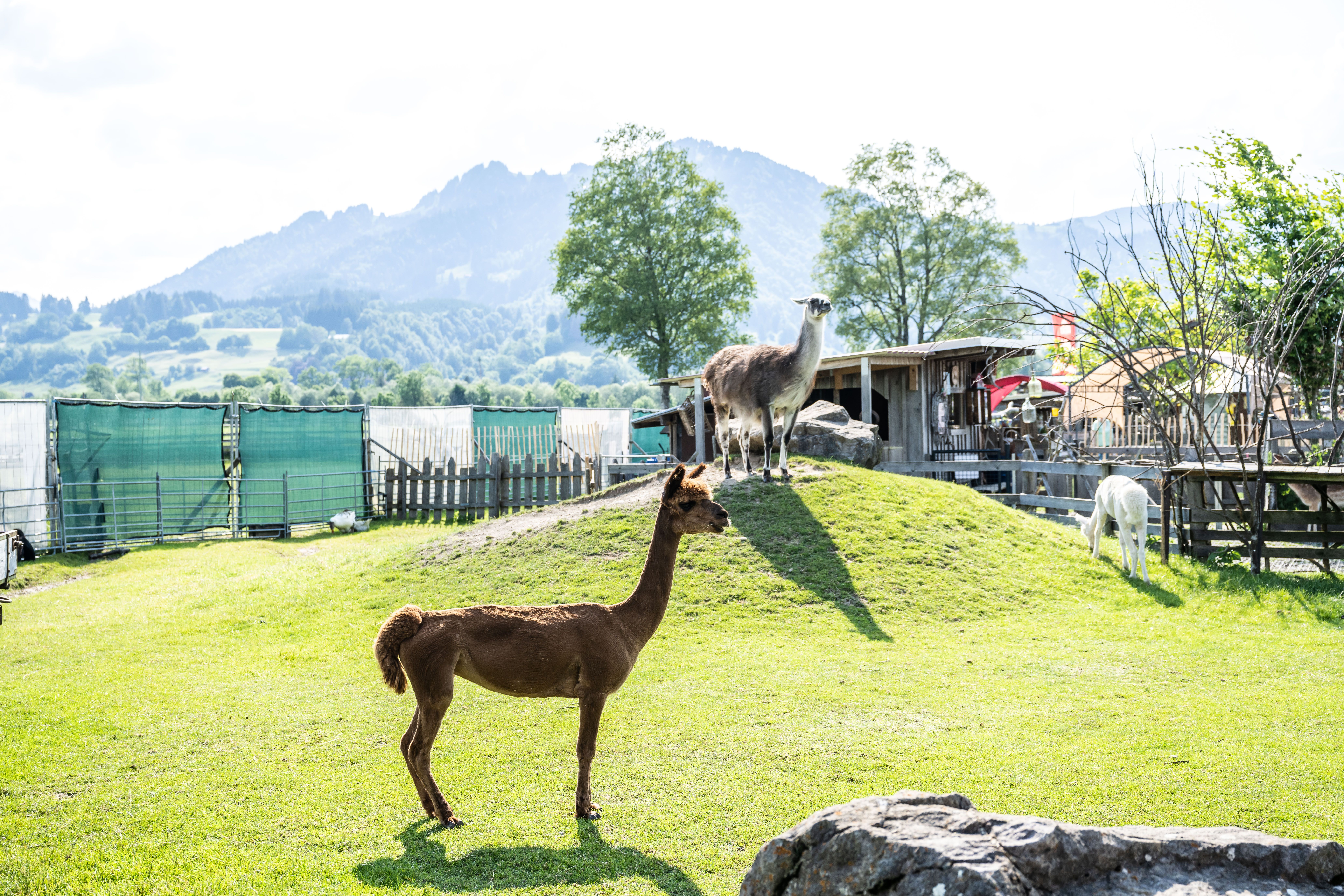 Lamas und Alpakas in ihrem Gehege im Burgberger Tierparadies.