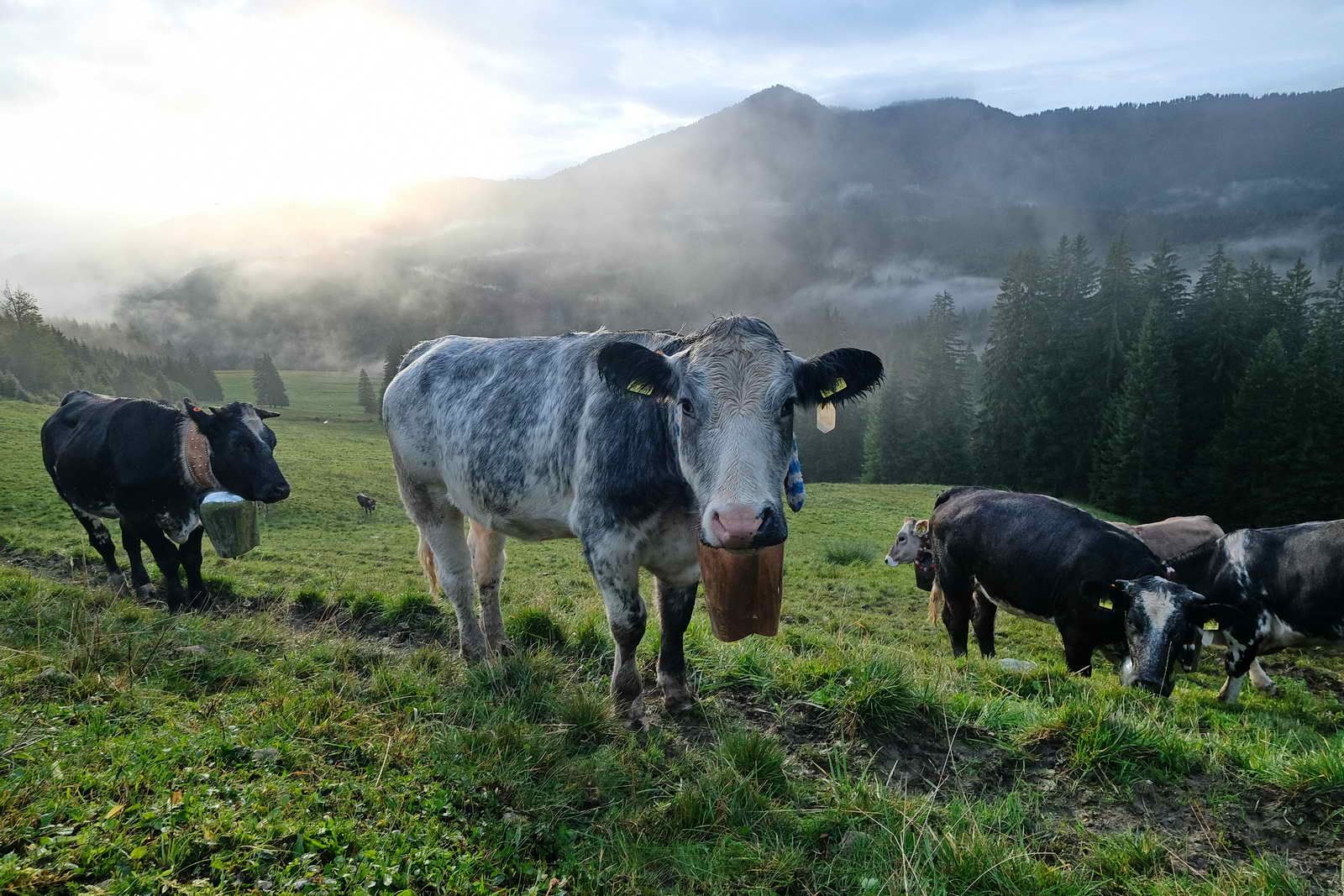 Viehscheid in Kranzegg