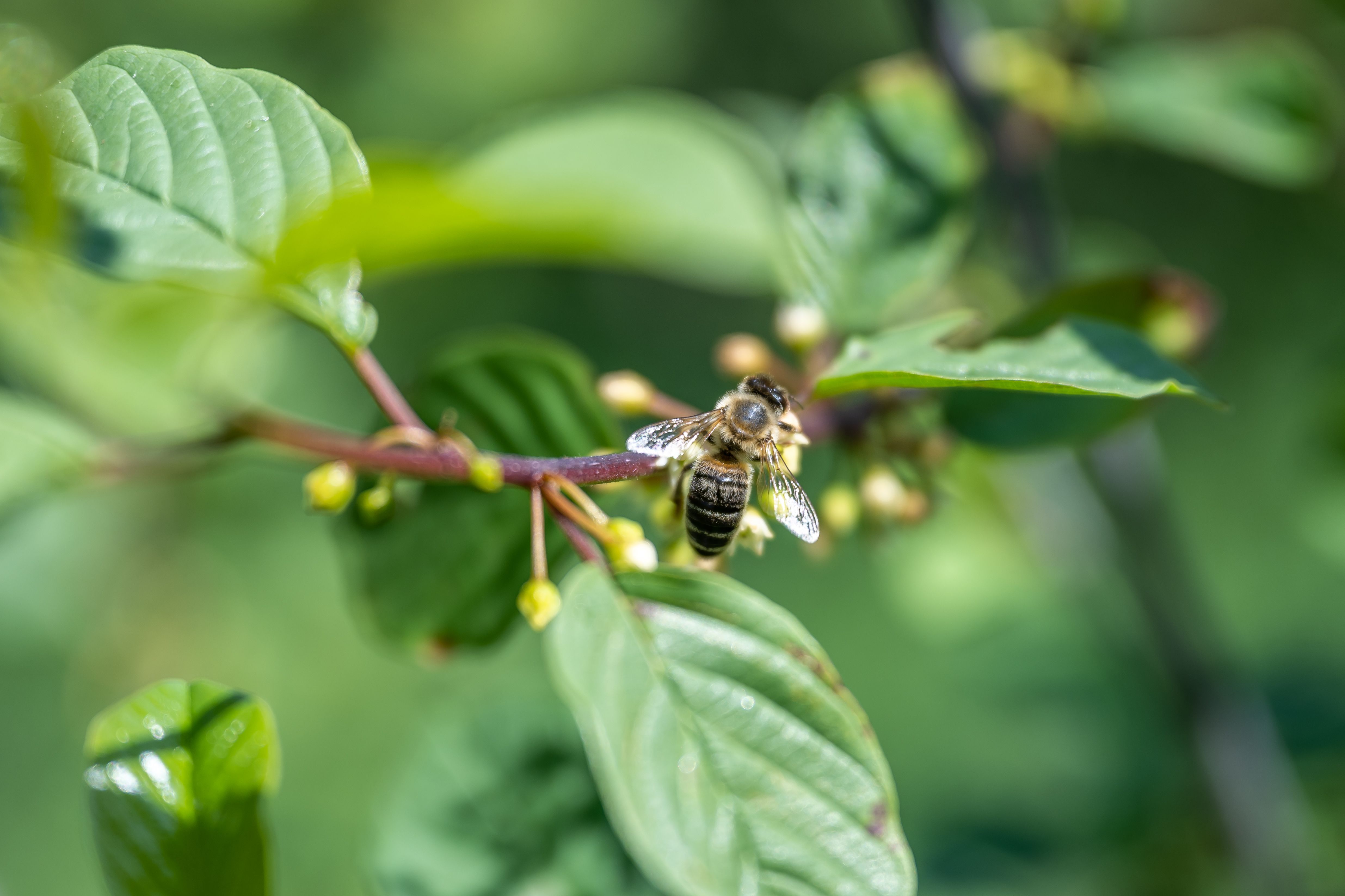 Eine Biene sitzt im Sommer auf einem Ast voll mit Blüte und Blättern.