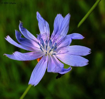 Eine zarte, lila Blume mit langen, spitzen Blütenblättern. Sie wächst im Grünen und strahlt natürliche Schönheit aus.