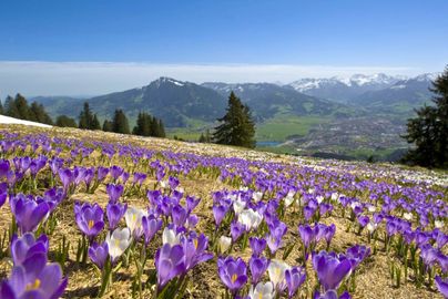 Krokusse mit Blick auf Sonthofen