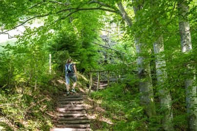 Eine Frau wandert über viele Holzstufen in Richtung des Weinbergs in Burgberg.