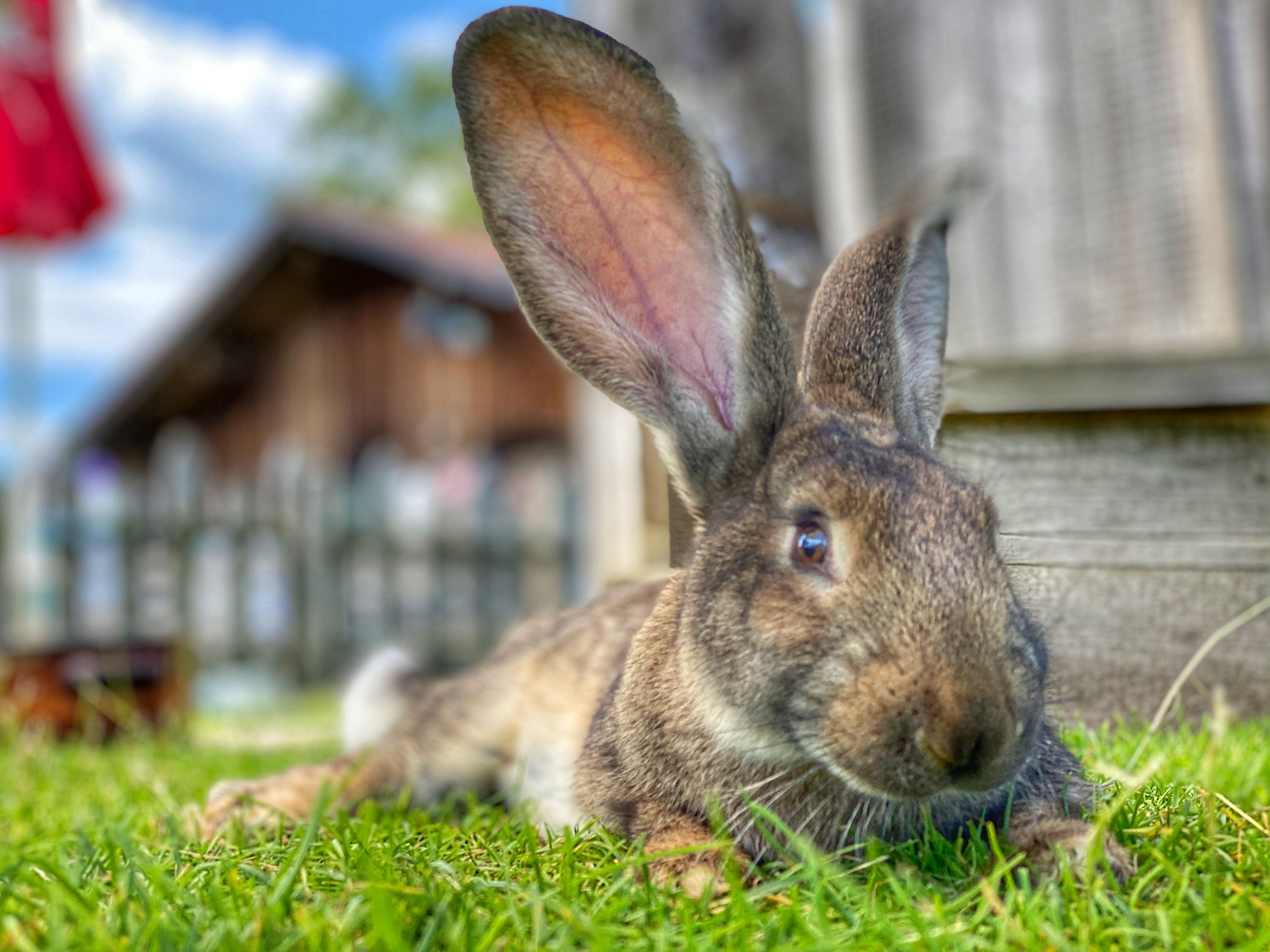 Ein Hase liegt im Gras im Hintergrund ist die Gastronomie im Burgberger Tierparadies zu sehen.