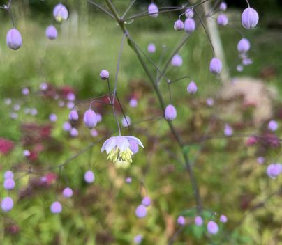 Eine schöne Pflanze mit lila Blüten und kleinen Knospen. Die Blüten sind zart und verleihen der Umgebung einen fröhlichen Farbton.