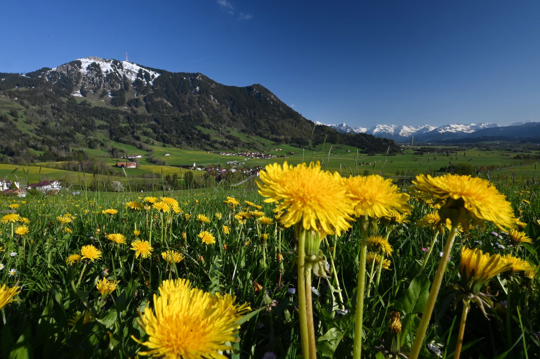 Auf einer blühenden Wiese stehen zahlreiche Löwenzahnblüten vor einer beeindruckenden Bergkulisse an einem klaren Tag.