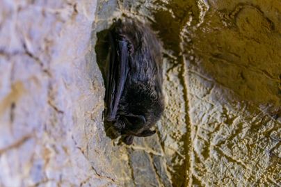 Eine Fledermaus hängt an einer Wand in einer Höhle. Die Umgebung ist erdig und rau.