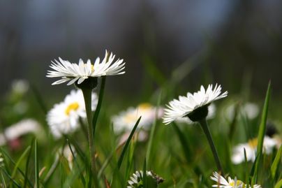 Eine Wiese mit vielen Gänseblümchen in frischem grünen Gras. Die Blumen strahlen im Sonnenlicht und verleihen der Szene eine fröhliche Atmosphäre.