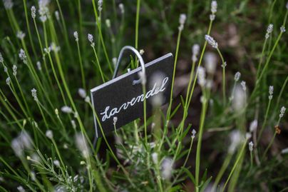 Lavendel im Kräutergarten Gunzesried