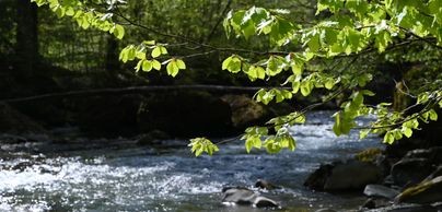 Der Haldertobel bei Blaichach im Sommer
