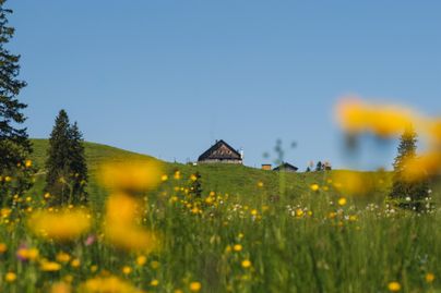 Eine grüne Wiese mit bunten Wildblumen und einem klaren blauen Himmel. Im Hintergrund steht ein traditionelles Haus auf einem sanften Hügel.