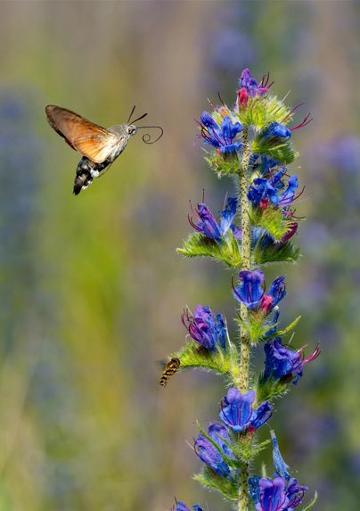 Ein wunderschöner Schmetterling schwebt über einer blühenden Pflanze mit lila Blüten. Die Farben sind lebhaft und die Szene vermittelt ein Gefühl von Natur und Zusammengehörigkeit.