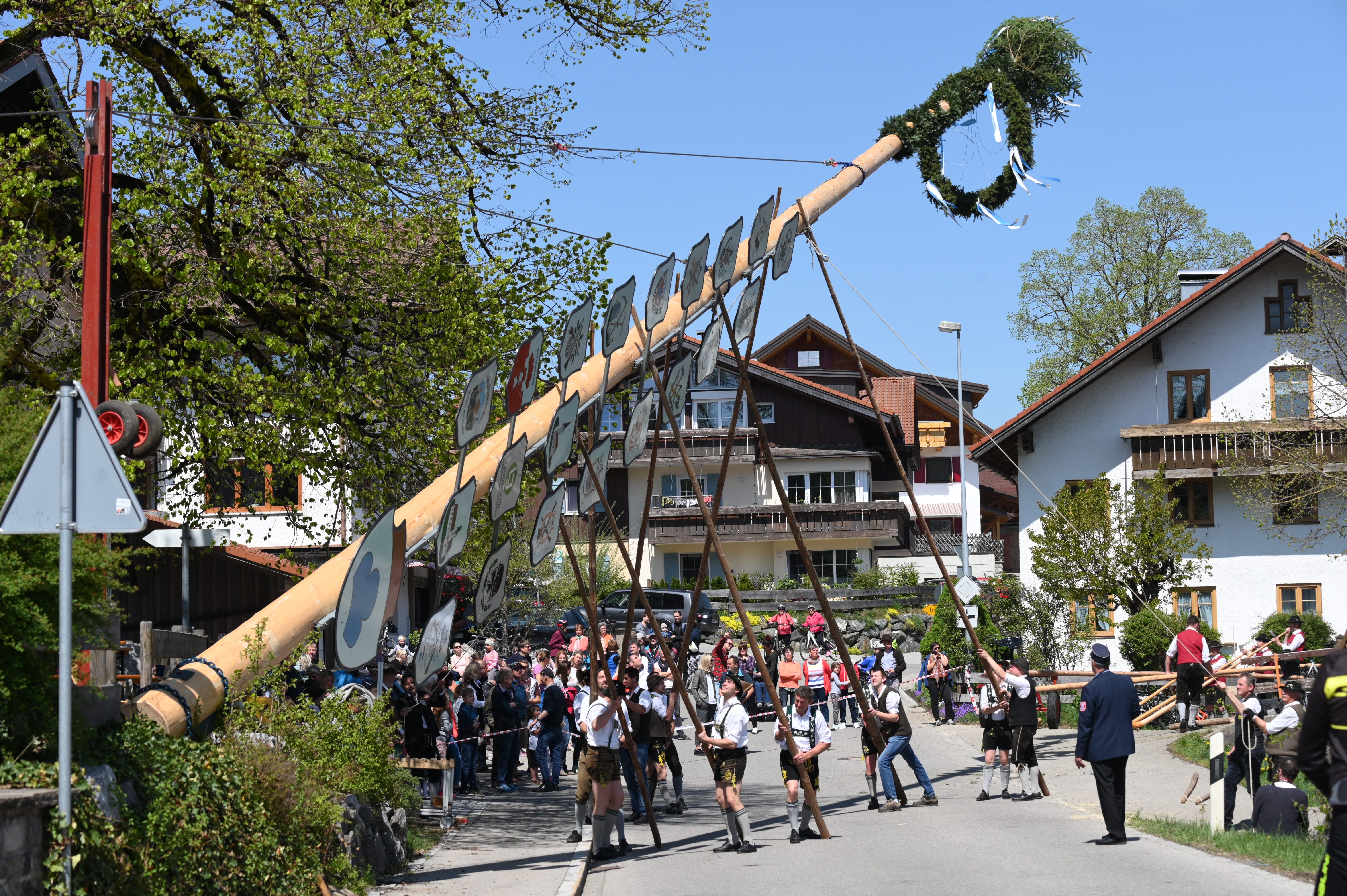 Männer in Tracht stellen in Untermaiselstein den Maibaum auf. Viele Besucher sehen dabei zu.