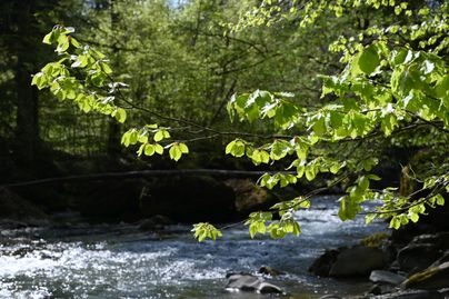 Das Bild zeigt das ruhig fließende Gewässer des Haldertobels bei Blaichach. Der Haldertobel schlängelt sich durch einen dicht bewachsenen Wald. Im Vordergrund sieht man grün bewachsene Äste eines Baumes.
