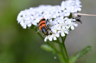 Eine Biene mit orangefarbenen Streifen sitzt auf einer weißen Blume. Die Blüte hat viele kleine, weiße Blütenblätter.