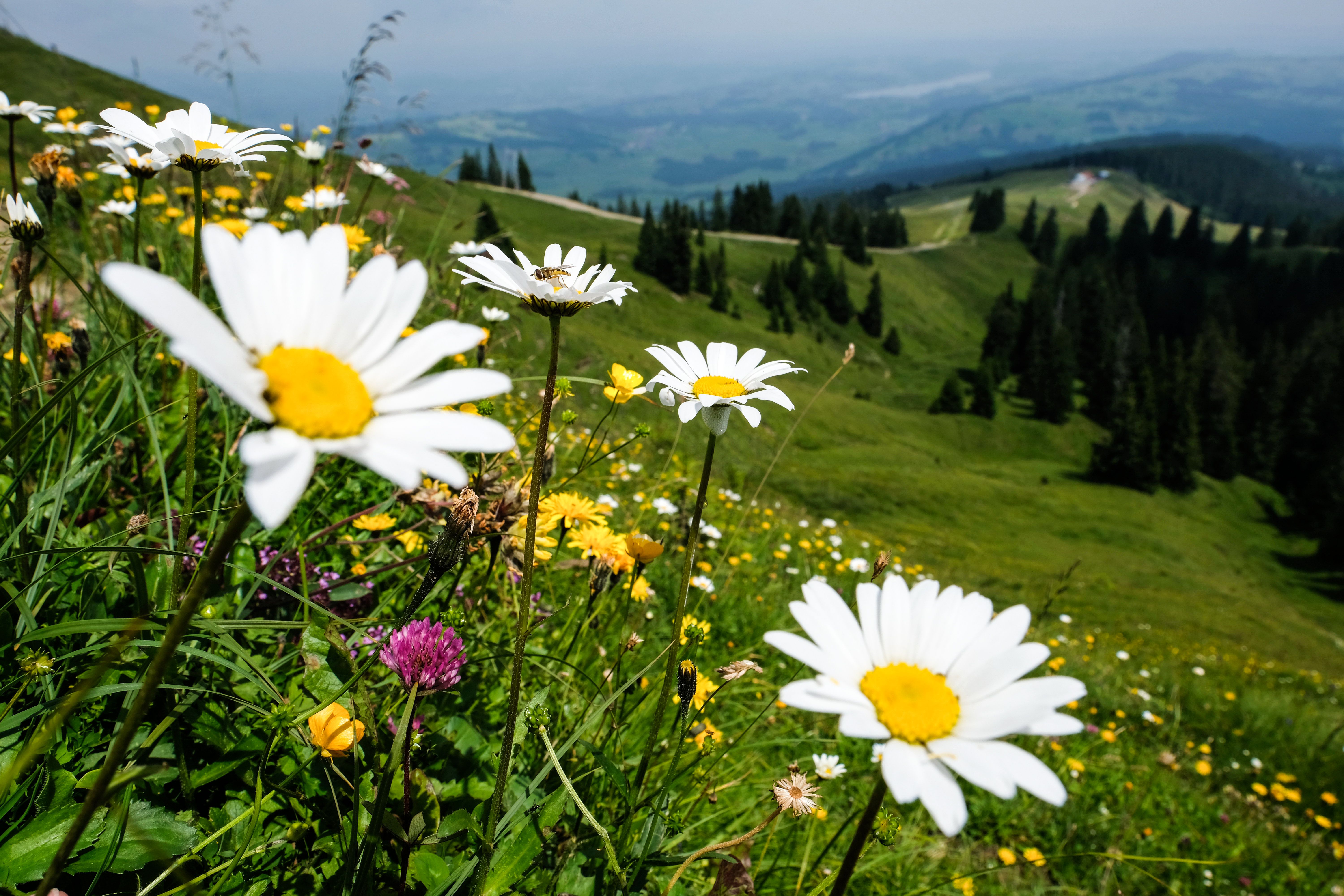 Der Grünten ist der sogenannte Hausberg und Namensgeber unserer Urlaubsregion Alpsee-Grünten. Er wird auch liebevoll "Der Wächter des Allgäus" genannt, und dass ist auch berechtigt. Von dem 1.738 Meter hohen Berg hat man einen traumhaften 360-Grad-Blick in alle Ecken des Allgäus und die Allgäuer Berge.