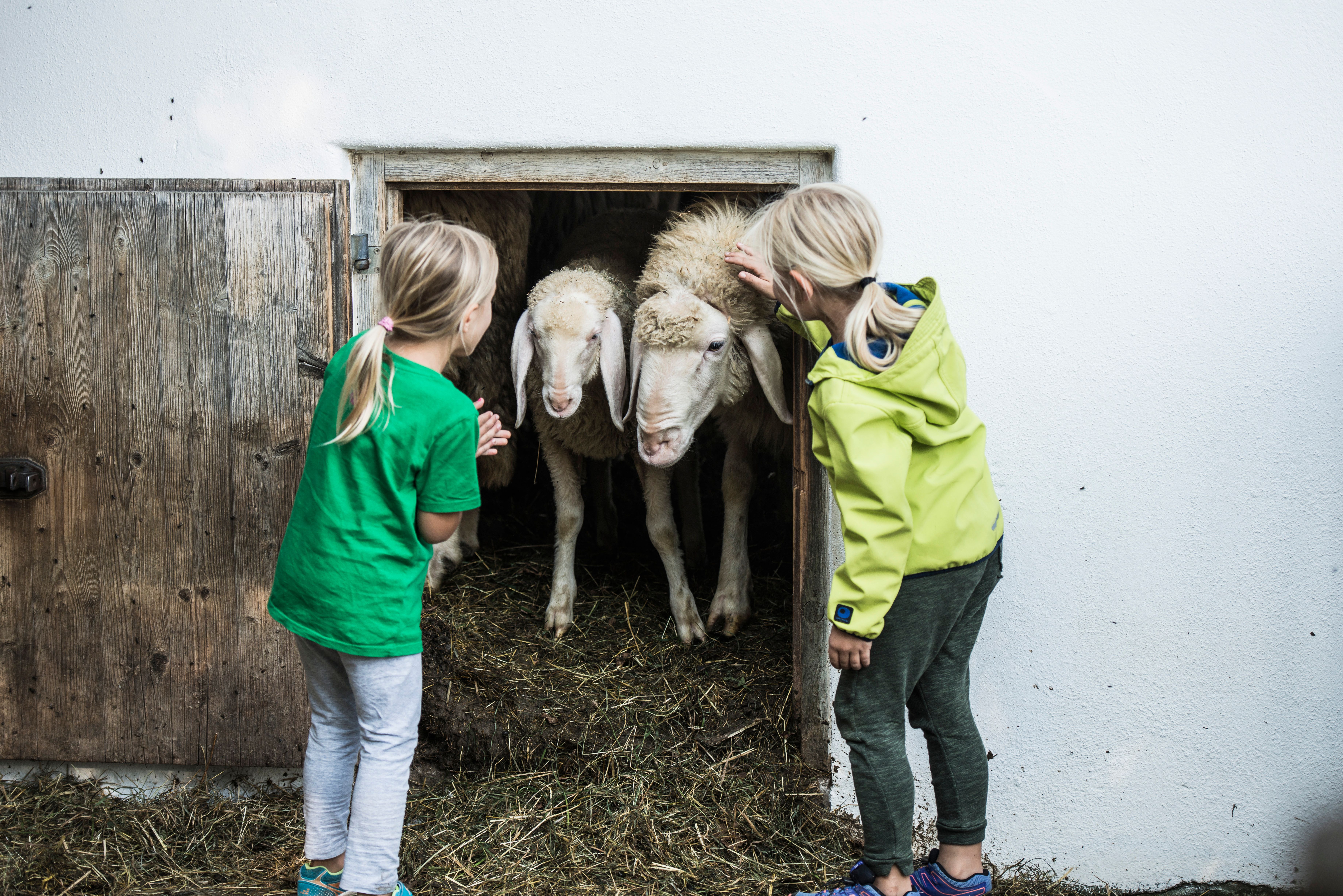 Zwei Mädchen streicheln Schafe die im Bergbauernmuseum in Diepolz aus einem Stall kommen.