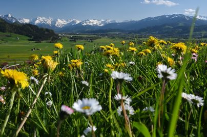 Bunte Blumen blühen in einer Wiese mit Blick auf schneebedeckte Berge an einem sonnigen Frühlingstag.