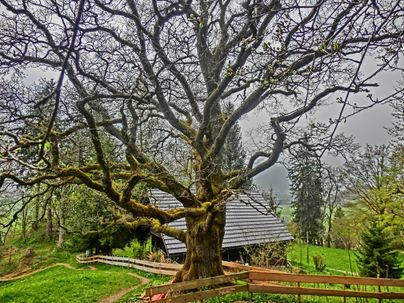 Ein großer, knorriger Baum mit vielen Ästen steht vor einem kleinen, gemütlichen Haus. Die Umgebung ist grün und ländlich, mit leicht bewölktem Himmel.