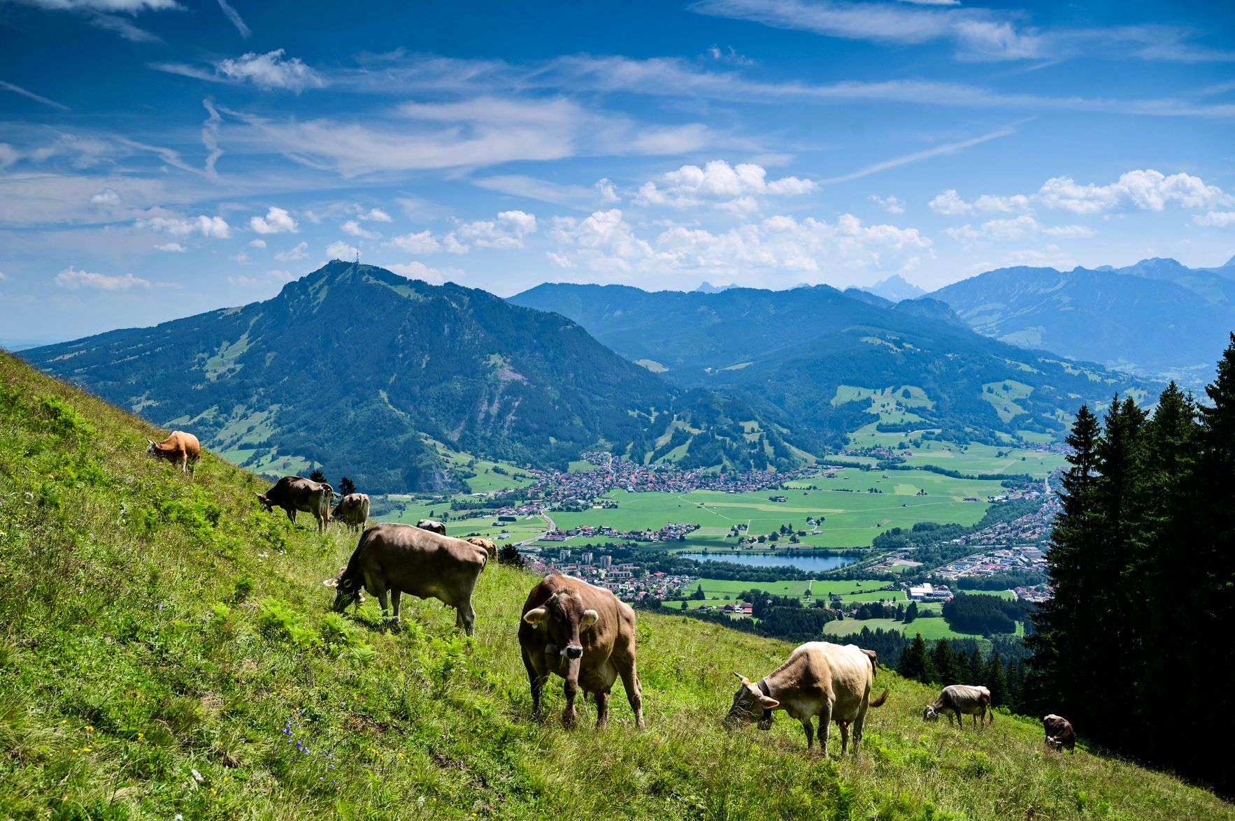 Die Sennalpe Oberberg liegt auf 1.305 Metern Höhe inmitten des Naturpark Nagelfluhkette, unterhalb des Mittagberges. Sie ist sie sowohl mit der Mittag-Bergbahn als auch zu Fuß zu erreichen. Das Bild zeigt den Ausblick von dort auf Wiesen mit Kühen und dem Grünten und das Illertal im Hintergrund