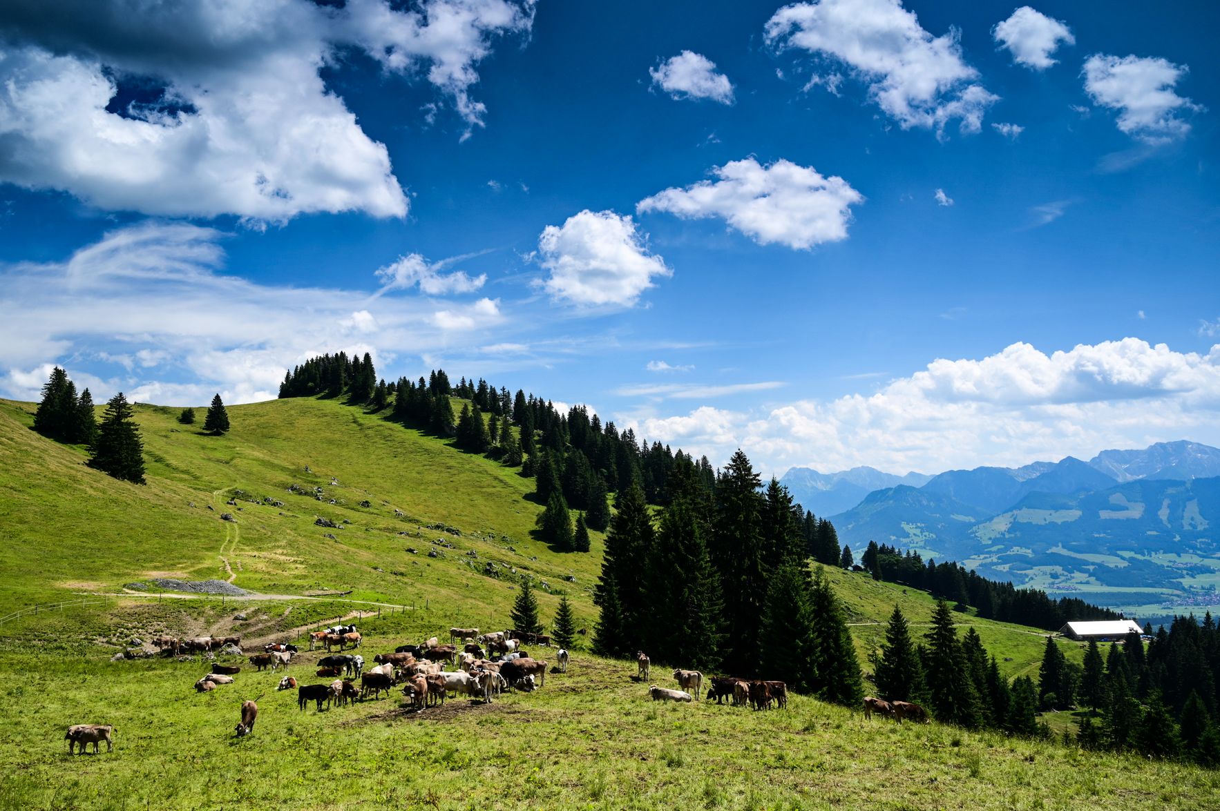 Die Alpe Vorder Krumbach liegt auf 1.376 Metern Höhe im Naturpark Nagelfluhkette und ist gut von Gunzesried oder der Gipfelstation der Mittagbahn aus erreichbar. Die Alpe ist Partner des Allgäuer Alpgenuss e.V.