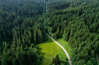 Der Große Wald führt Sie durch eine traumhafte Landschaft an die Ostseite des Grüntens. Im Großen Wald wechselt das Landschaftsbild von Wald zu blumenreichen Wiesen und ganzen Feldern von Heidelbeeren. Im Hintergrund türmt sich beständig der Grünten auf.