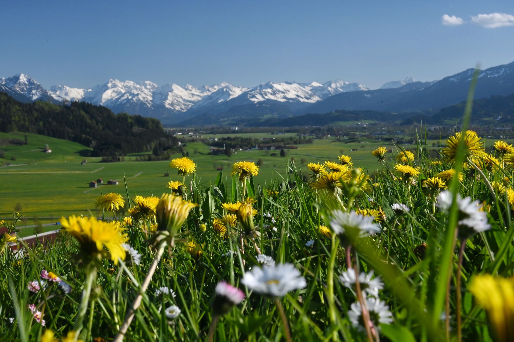Gelbe und weiße Blumen blühen auf einer Wiese mit Blick auf die schneebedeckten Alpen im klaren Frühlingstag.
