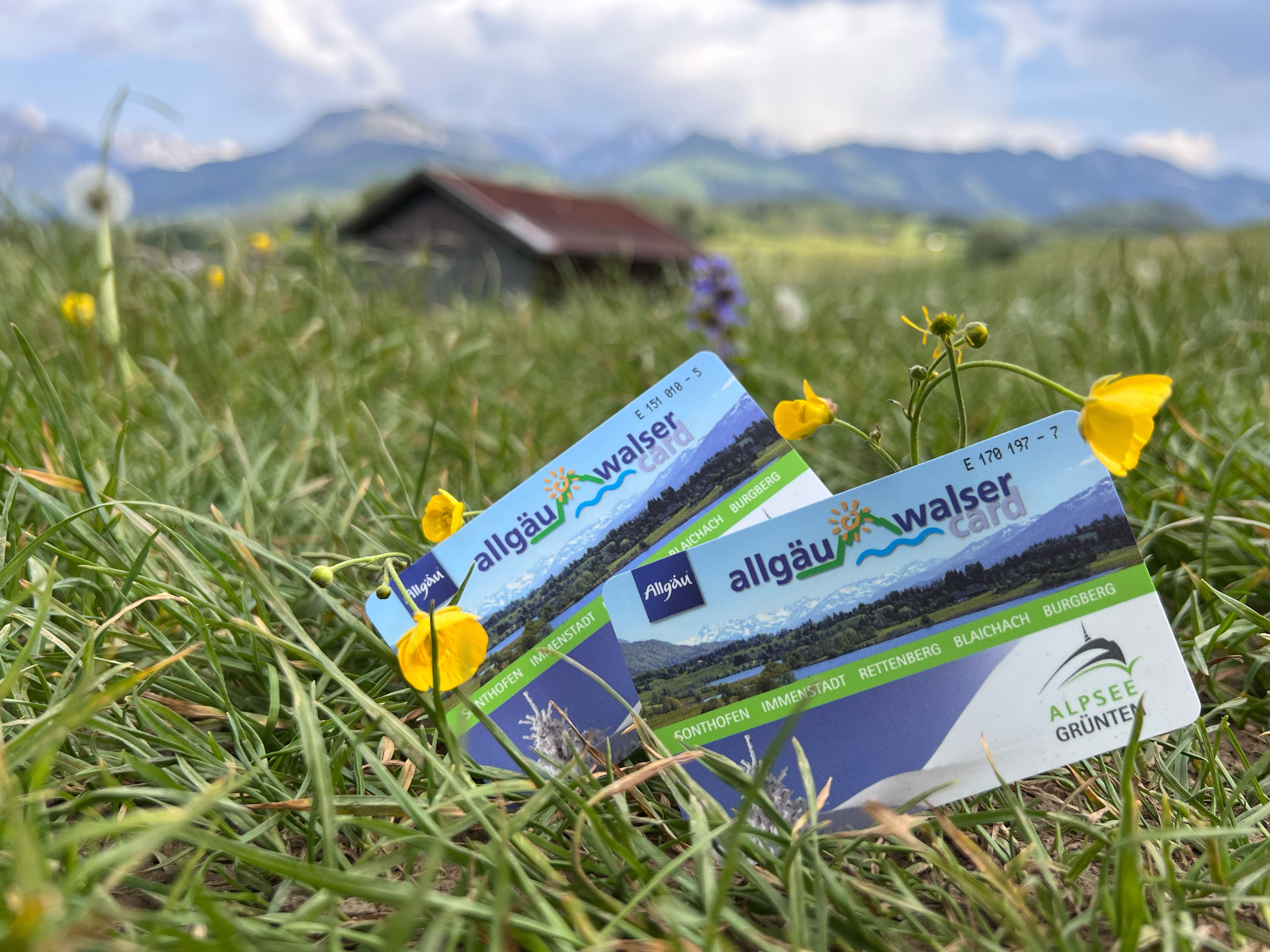 Im Vordergrund sind zwei Allgäu-Walser-Cards der Alpsee-Grünten Region auf einer Blumenwiese zu sehen. Im Hintergrund befindet sich eine Hütte und die Allgäuer Alpen.
