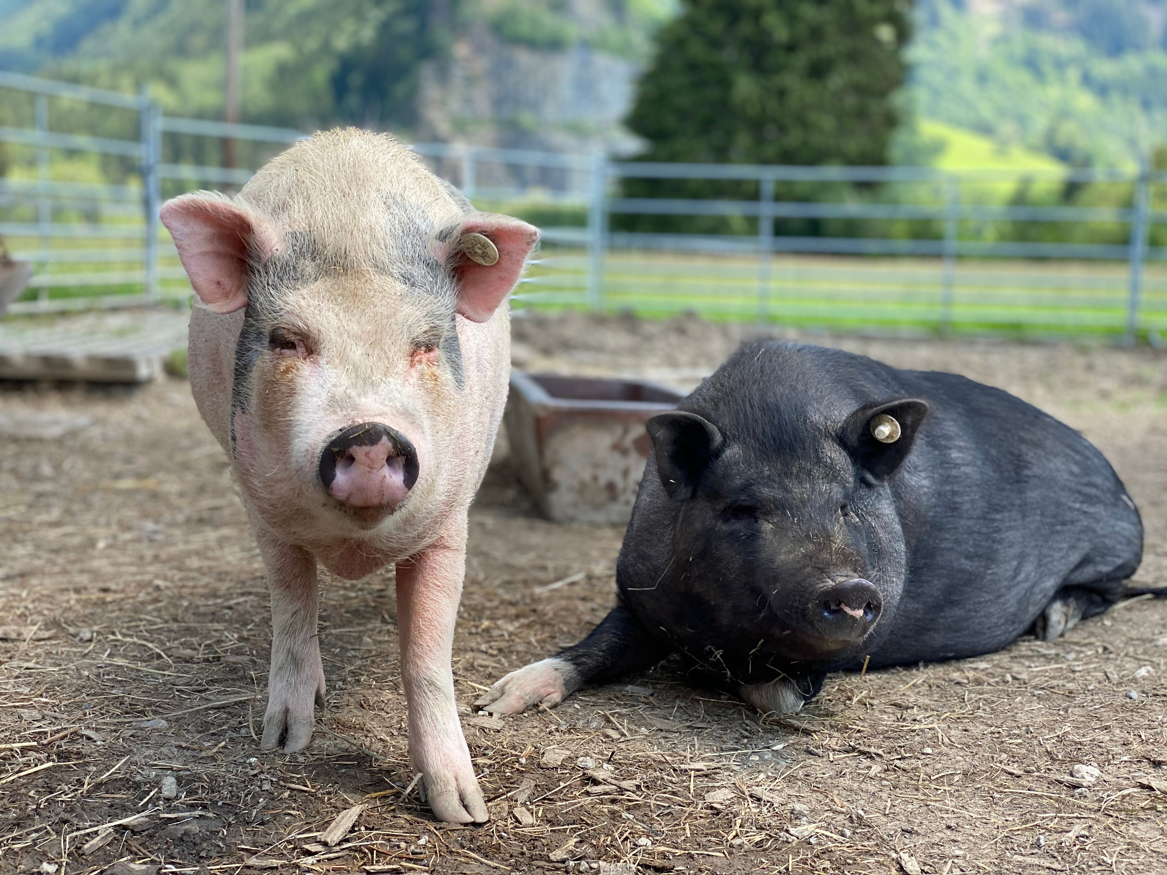 Zwei Schweine im Gehege im Burgberger Tierparadies.