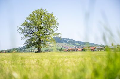 Blick auf den Burgberger Ortsteil Agathazell im Sommer.