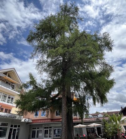 Ein großer Baum steht vor einem Gebäude mit mehreren Fenstern. Der Himmel ist teilweise bewölkt und vermittelt eine angenehme Atmosphäre.