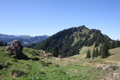 Ein malerisches Bergland mit grünen Wiesen und vereinzelten Bäumen. Im Vordergrund grasen einige Kühe an einem sonnigen Tag.