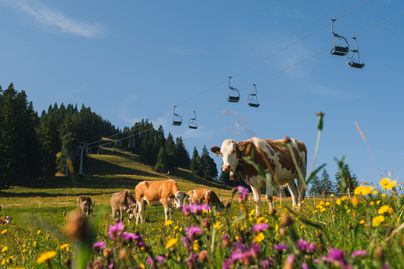 Kühe vor der Mittagbahn