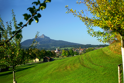 Ausblick durch die Obstbäume auf Wertach und den Grünten im Herbst