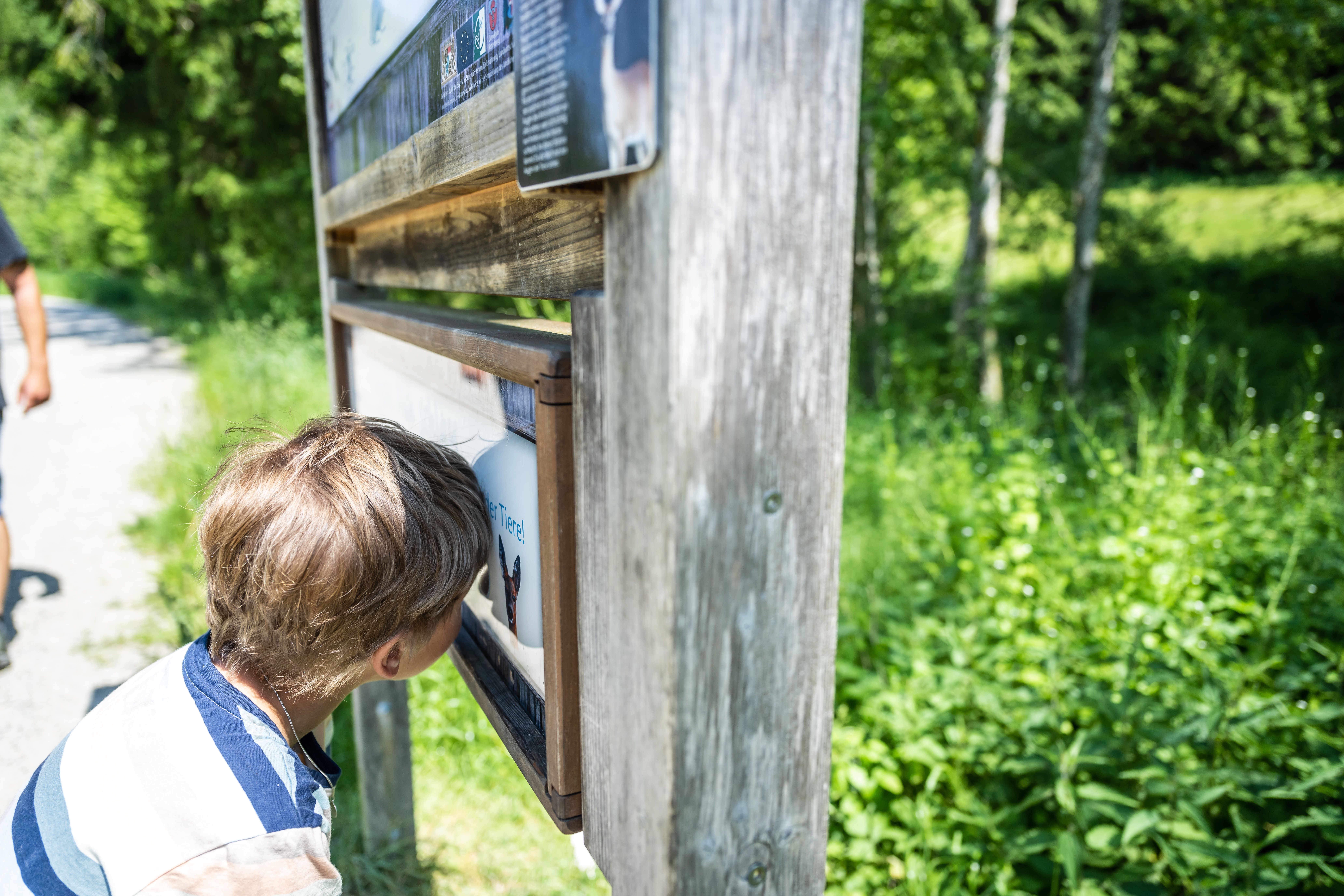 Ein junge sieht durch die Info-Tafel "Ich sehe was, was du nicht siehst" wie die Tiere im Wald. Die Info-Tafel ist die zehnte Erlebnisstation entlang des Erlebnispfads Galetschbach.