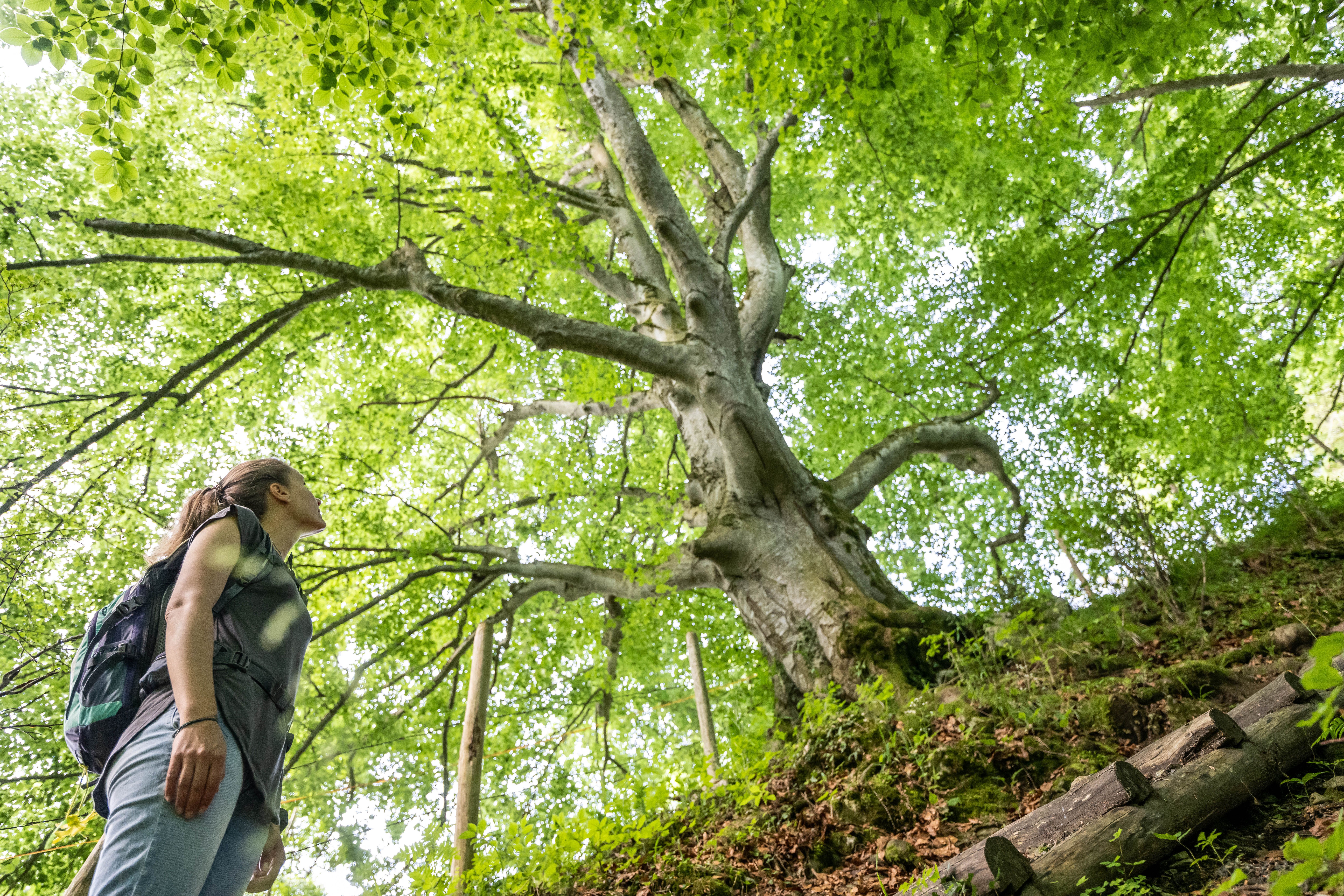 Eine Frau blickt auf einen großen Baum am Wanderweg zum Weinberg in Burgberg.