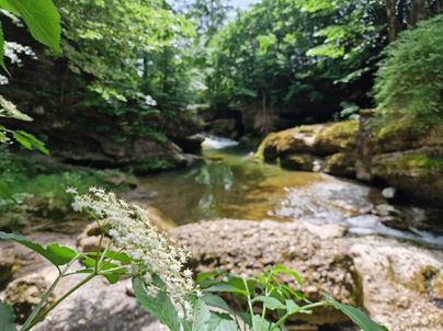 Ein ruhiger Fluss umgeben von dichten Wäldern. An einem Ufer blühen helle Pflanzen.