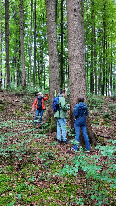 Eine Gruppe von Menschen beim Waldbaden am Kalvarienberg in Immenstadt im Rahmen der Urlaubswochen im Städtle 