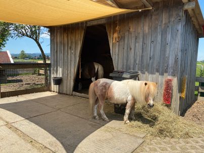 Ein Pony im Gehege im Burgberger Tierparadies.