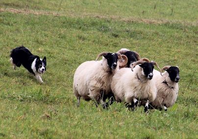 Ein Hütehund führt eine Gruppe von Schafen über eine grüne Wiese. Die Schafe haben dickes, wolliges Fell und sind friedlich.