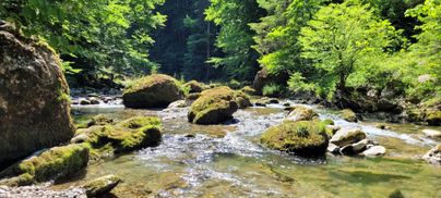 Ein klarer Fluss fließt zwischen moosbedeckten Steinen. Umgeben von üppigem, grünem Wald bietet die Szenerie eine friedliche Naturatmosphäre.