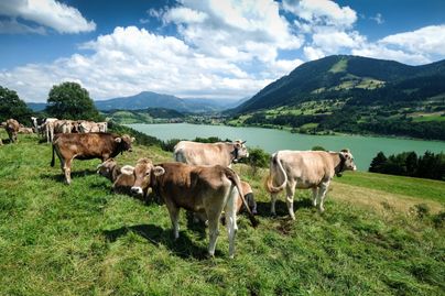 Die Alpe Schönesreuth liegt auf 840 Metern Höhe direkt über dem Großen Alpsee. Von hier hat man einen atemberaubenden Blick auf den Alpsee, die Stadt Immenstadt, den Grünten und die Allgäuer Hochalpen.