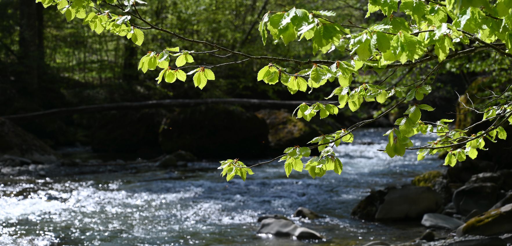 Der Haldertobel bei Blaichach im Sommer