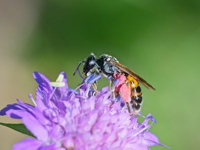 Eine Biene sitzt auf einer lila Blume. Im Hintergrund ist eine unscharfe grüne Fläche zu sehen.