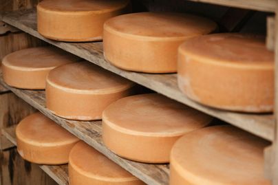 Eine Reihe von runden Käselaiben auf Holzregalen. Der Käse hat eine orangene Rinde und sieht frisch aus.