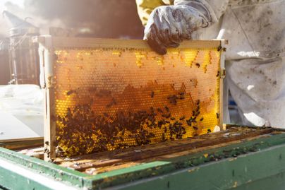 Ein Imker hält einen Wabenrahmen mit Honig und Bienen in der Hand. Die Szene zeigt die Arbeit der Honigernte in einem Bienenstock.