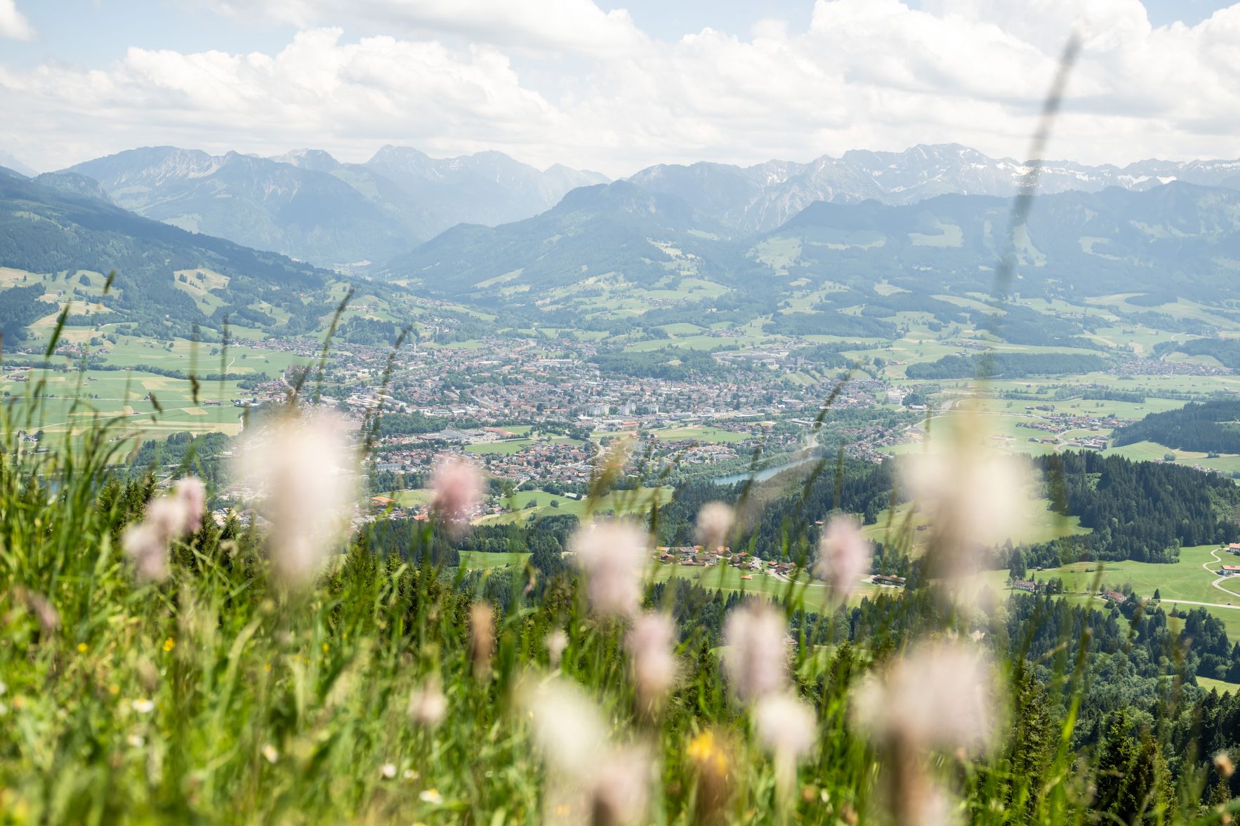 Blick über Sonthofen und die Allgäuer Hochalpen im Sommer auf einer blühenden Blumenwiese.