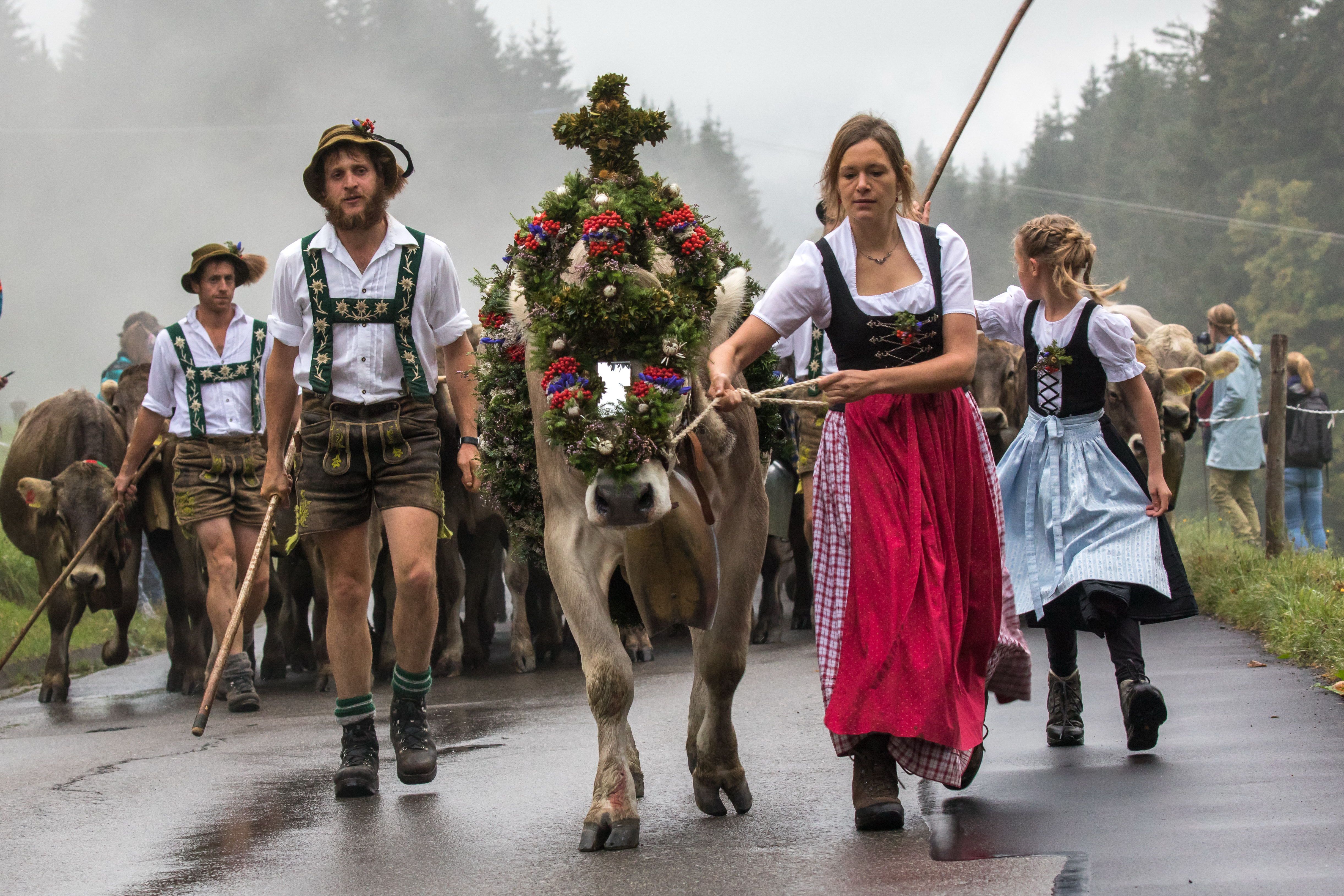 Eine Frau in Tracht führt das geschmückte Kranzrind, hinter ihr läuft der Hirte sowie die restliche Herde beim Gunzesrieder Viehscheid. Mitte September, rechtzeitig bevor der erste Schnee die höchsten Berghöhen überzuckert, führen die Hirten die Herden von den Alpen hinunter ins Tal, um die Tiere dort an die Bauern zu übergeben oder auf die "Nachweide" zu treiben.